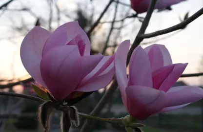 magnolia-sweetheart-1