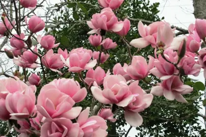 magnolia-sweetheart-2