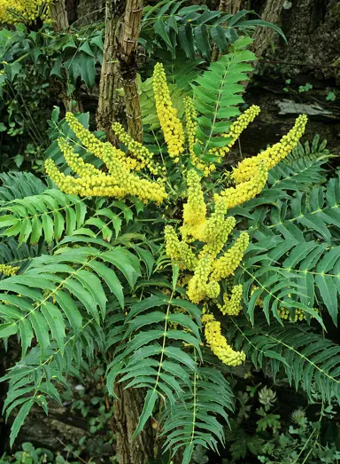 mahonia-lomariifolia-