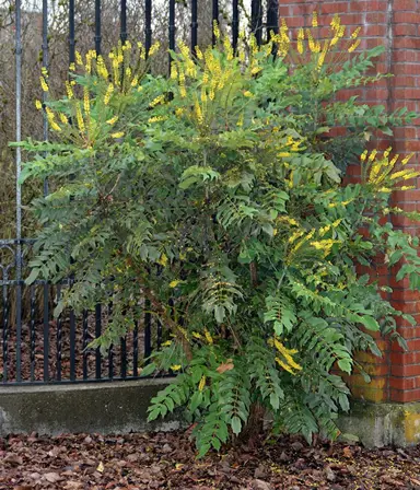 mahonia-lomariifolia-1