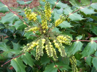 mahonia-bealei-