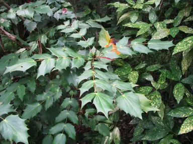 mahonia-bealei-1