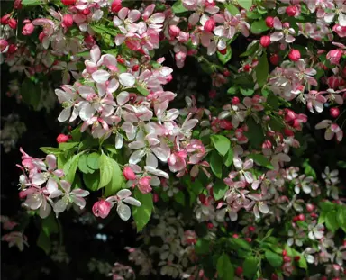 Malus arnoldiana pink flowers.