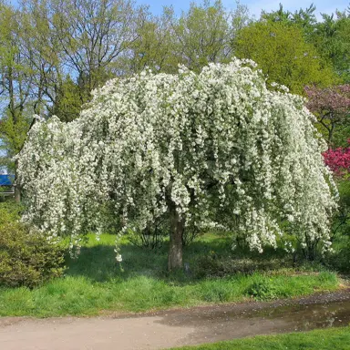 Malus baccata 'Gracilis' tree with white blossom.