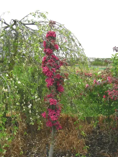 Malus ballerina 'Maypole' tree with pink flowers.