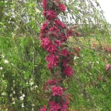 Malus ballerina 'Samba' tree with dark red flowers.