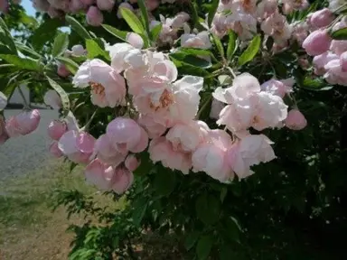 Malus 'Charlottae' double pink flowers.