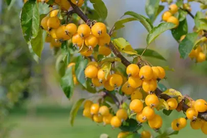 Malus 'Golden Hornet' tree with yellow crabapples.