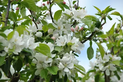 Malus 'John Downie' white flowers.