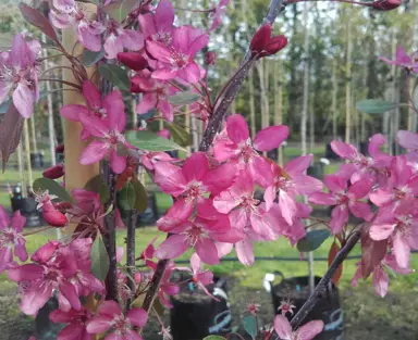 Malus 'Kaitoke' dark pink flowers.