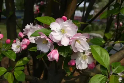 Malus micromalus foliage and pink flowers.