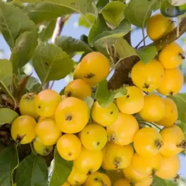 malus-mt-aurum-