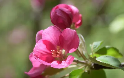 Malus niedzwetzkyana pink flowers.