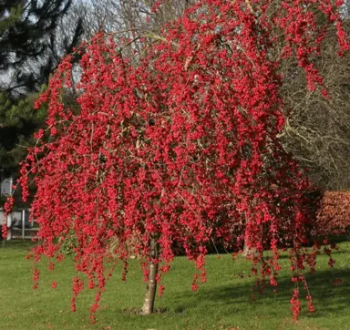 Malus 'Red Sentinel' tree in autumn with red fruit.