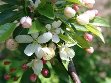 Malus sieboldii berries and foliage.