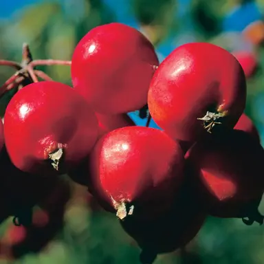 malus-toms-red--1