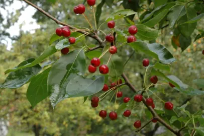 malus-baccata-jackii-5