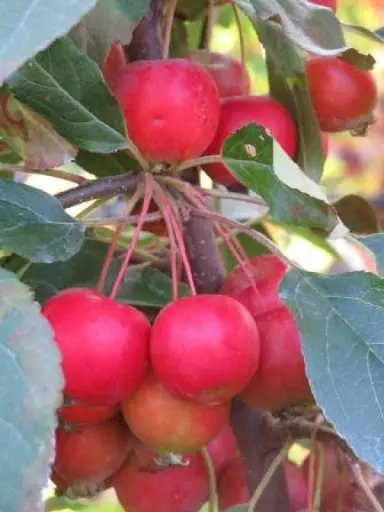 malus-mt-earnslaw-