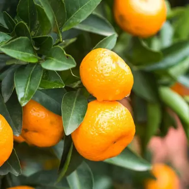 Mandarin 'Afourer'orange fruit and green foliage.