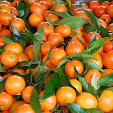 Mandarin Corsica fruit.