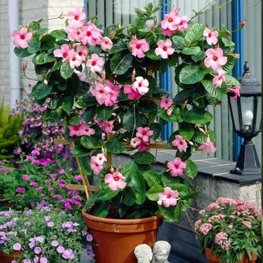 mandevilla-alice-du-pont--1