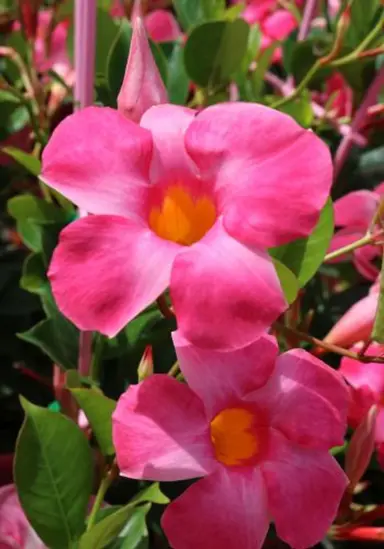 mandevilla-all-seasons-pink-