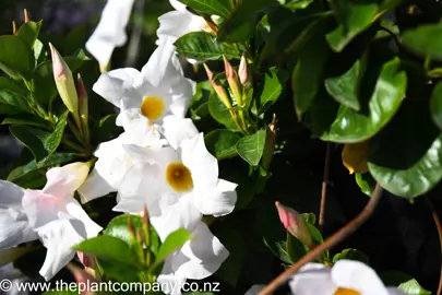 mandevilla-lannes-