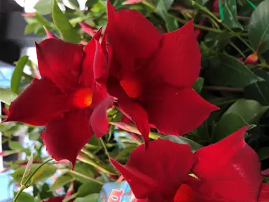 Mandevilla 'Lannes Dark Red' flowers.