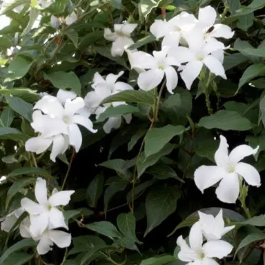 mandevilla-laxa-