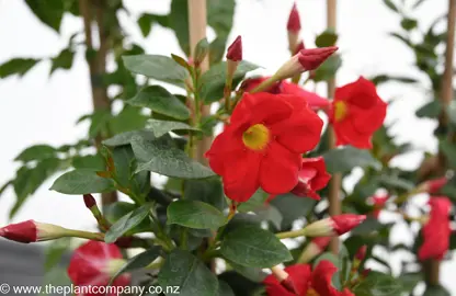 mandevilla-red-riding-hood--2