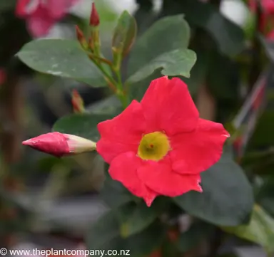 mandevilla-red-riding-hood-