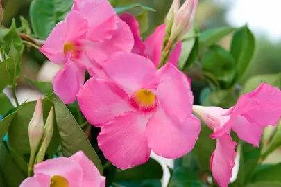 mandevilla-sun-parasol-pink-