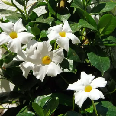 mandevilla-sun-parasol-white--1