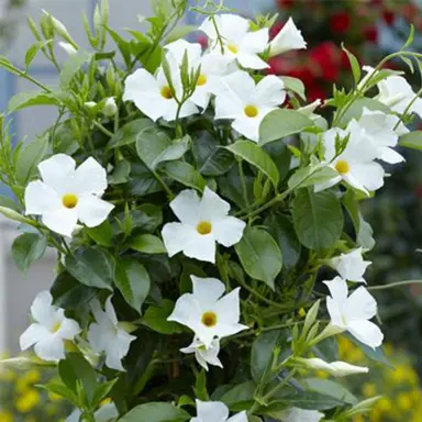 mandevilla-sun-parasol-white-