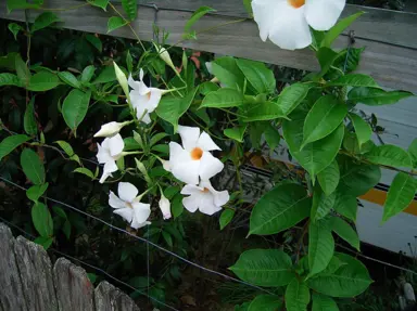 Mandevilla White Fantasy climber with elegant white flowers and lush green foliage.