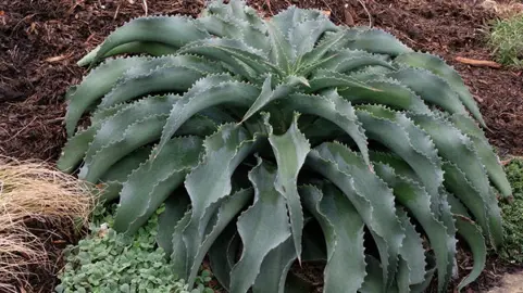 Mangave 'Falling Waters' plant with grey foliage.