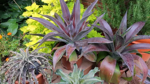 Mangave 'Mission To Mars' plant with red leaves.