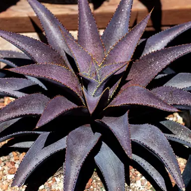 Mangave 'Purple People Eater' plant with purple leaves.