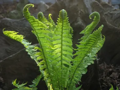 Matteuccia struthiopteris fern with elegant fronds.