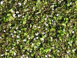 Mazus 'Matapouri Bay' plants growing as a groundcover.