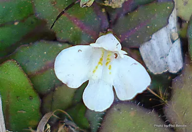 Mazus novae zelandiae plant with a white flower.