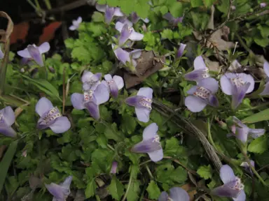 Mazus pumilio plants with blue and white flowers.