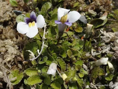 Mazus radicas plants with blue, white, and yellow flowers.