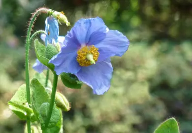 Meconopsis betonicifolia plant with blue flowers.