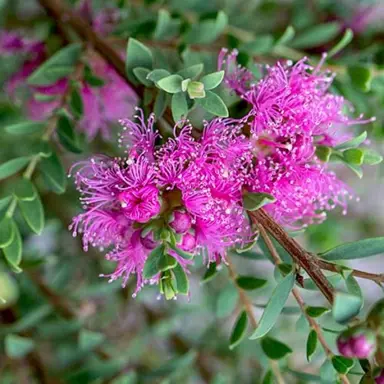 melaleuca-cotton-candy--1