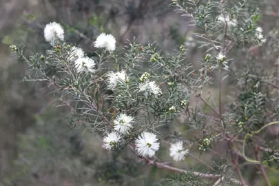 Melaleuca ericifolia shrub with white flowers.