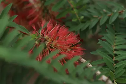 Melaleuca hypericifolia green foliage and red flower.