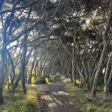 melaleuca-lanceolata--1