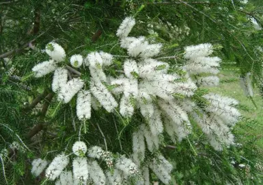 melaleuca-lanceolata-