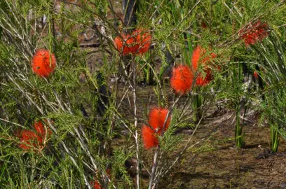 Melaleuca lateritia shrub with pretty red flowers.